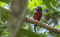 Cymbirhynchus macrorhynchos