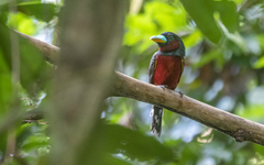 Cymbirhynchus macrorhynchos