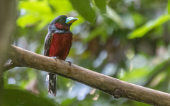 Cymbirhynchus macrorhynchos