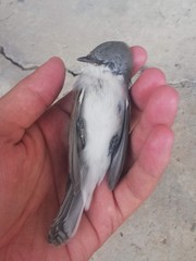 Curruca curruca