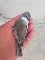 Curruca curruca