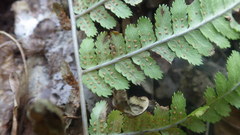 Dryopteris caucasica