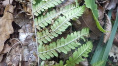 Dryopteris caucasica