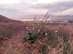 Alcea nudiflora