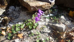 Campanula raddeana