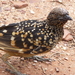 Western Bowerbird - Photo (c) sarah macdonald, some rights reserved (CC BY-NC), uploaded by sarah macdonald