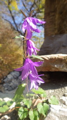 Campanula raddeana