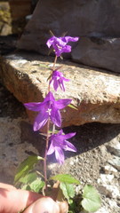 Campanula raddeana