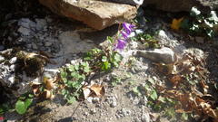Campanula raddeana