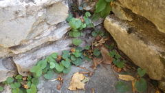 Campanula raddeana