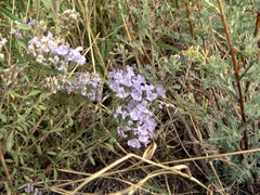 Ziziphora clinopodioides