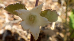 Campanula alliariifolia