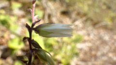 Campanula alliariifolia