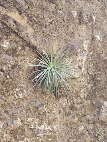 Agave dealbata