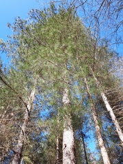 Pinus nigra laricio