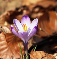 Crocus heuffelianus