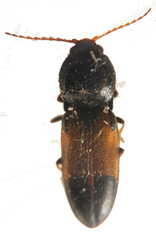 Cardiophorinae