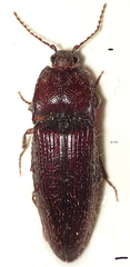 Hapatesus hirtus