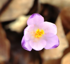 Crocus heuffelianus