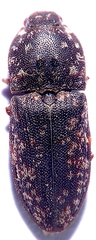 Agrypninae