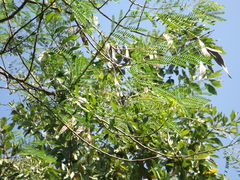 Leucaena collinsii