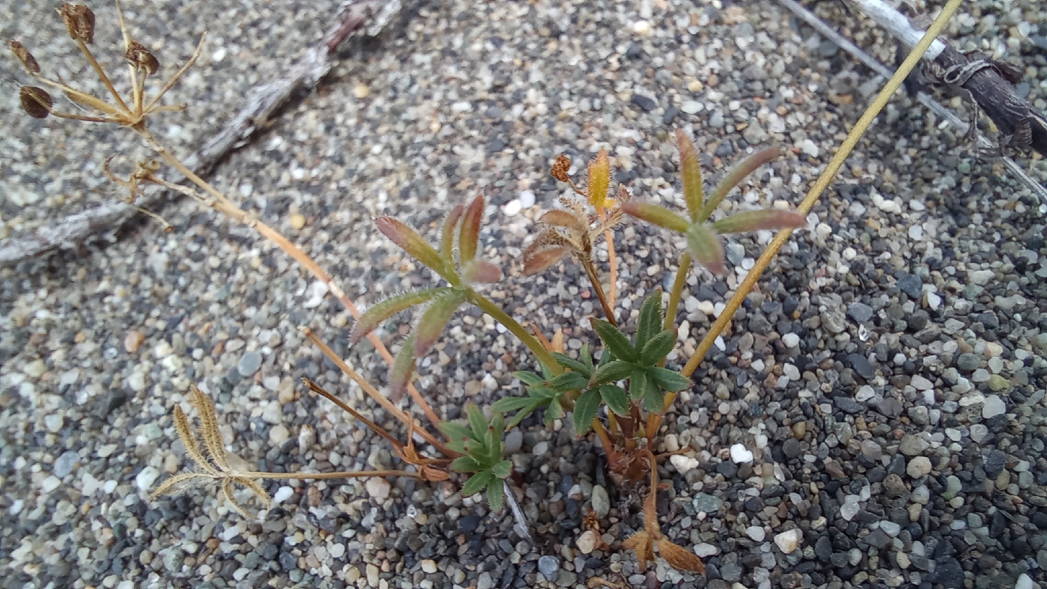 Azorella acaulis