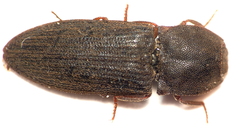 Agrypnus variabilis