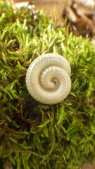 Pachyiulus krivolutskyi