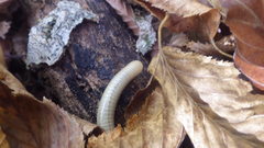 Pachyiulus krivolutskyi