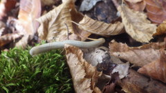 Pachyiulus krivolutskyi