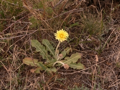 Taraxacum turcomanicum