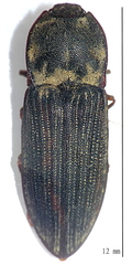 Agrypninae