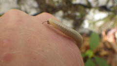 Pachyiulus krivolutskyi