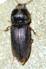 Cardiophorinae