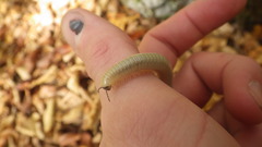 Pachyiulus krivolutskyi