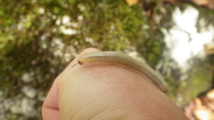 Pachyiulus krivolutskyi