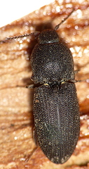 Agrypninae