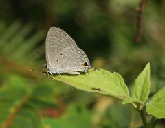 Catochrysops strabo strabo