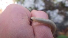 Pachyiulus krivolutskyi