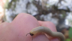 Pachyiulus krivolutskyi