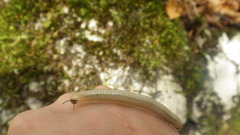 Pachyiulus krivolutskyi