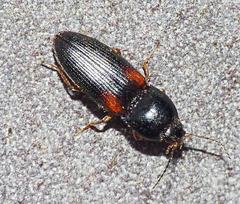 Paracardiophorus