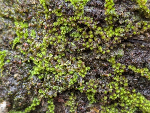 Macromitrium piliferum observed 2026-02-10