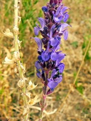 Salvia deserta