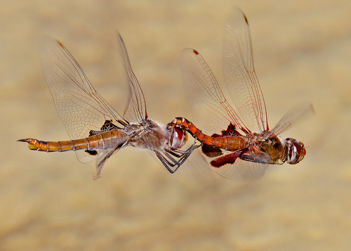 Tramea onusta Hagen, 1861