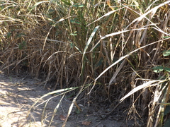 Oryza latifolia