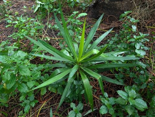Yucca aloifolia observed 2026-02-10