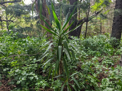 Yucca aloifolia observed 2026-02-10