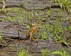Leptomyrmex cnemidatus