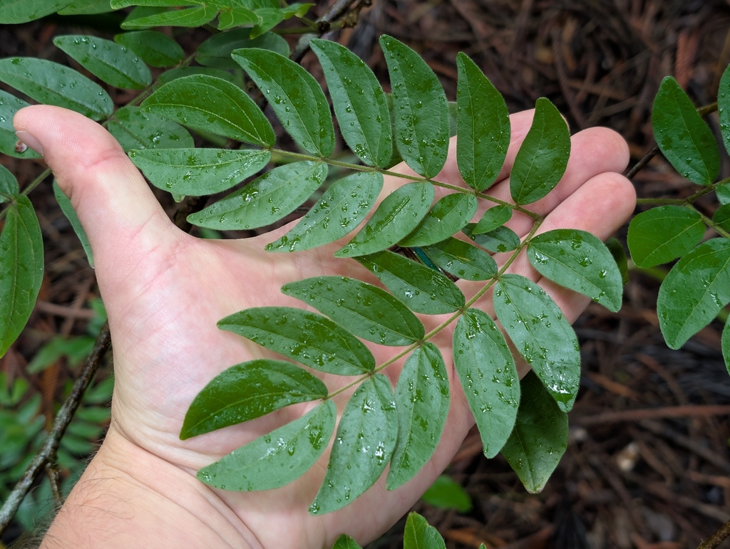 kiều hùng – Calliandra haematocephala